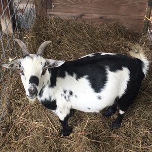 Meet your Posher, Nikki